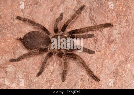 Taranteln sind große haarige Spinnen, die in Höhlen leben. Diese Spinnen leben lange und ernähren sich hauptsächlich von Insekten und kleinen Wirbeltieren Stockfoto