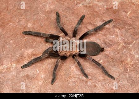 Taranteln sind große haarige Spinnen, die in Höhlen leben. Diese Spinnen leben lange und ernähren sich hauptsächlich von Insekten und kleinen Wirbeltieren Stockfoto