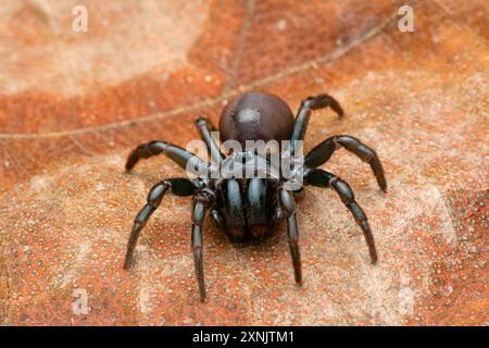 Atypus, auch Purseweb Spinnen genannt, ist eine Gattung atypischer Taranteln Stockfoto