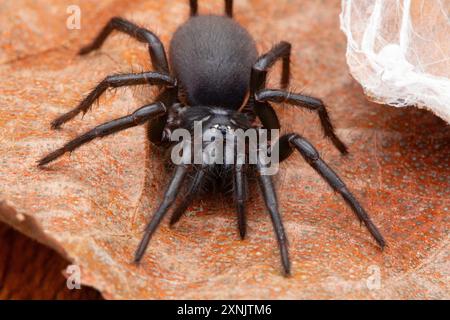 Atypus, auch Purseweb Spinnen genannt, ist eine Gattung atypischer Taranteln Stockfoto