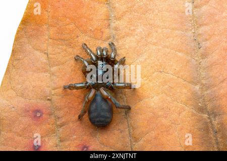 Atypus, auch Purseweb Spinnen genannt, ist eine Gattung atypischer Taranteln Stockfoto