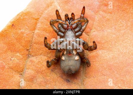 Atypus, auch Purseweb Spinnen genannt, ist eine Gattung atypischer Taranteln Stockfoto