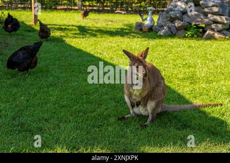 Ein kleines Känguru (Wallaby) auf der Wiese im Wildpark. Stockfoto