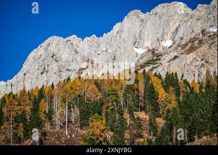 Val Pesarina in herbstlicher Atmosphäre. Zwischen Wäldern und den alten Orias-Ställen. Stockfoto