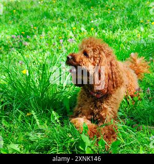 Kleiner roter Pudel auf dem grünen Rasen. Haustier. Stockfoto