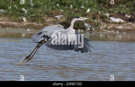 PURFLEET, Vereinigtes Königreich, JULI 30: Graureiher im Flug im RSPB Rainham Marshes Nature Reserve, Purfleet, Essex - 30. Juli 2024. Stockfoto