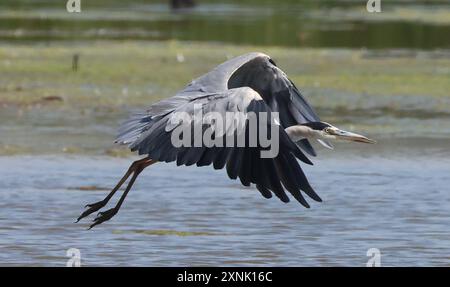 PURFLEET, Vereinigtes Königreich, JULI 30: Graureiher im Flug im RSPB Rainham Marshes Nature Reserve, Purfleet, Essex - 30. Juli 2024. Stockfoto