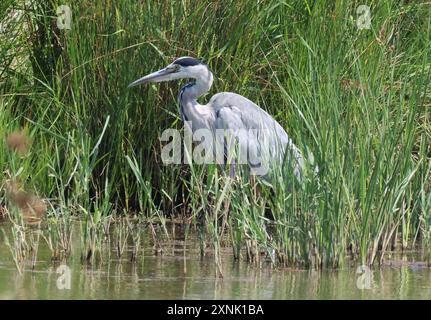 PURFLEET, Vereinigtes Königreich, JULI 30: Graureiher im Wasser im RSPB Rainham Marshes Nature Reserve, Purfleet, Essex - 30. Juli 2024. Stockfoto