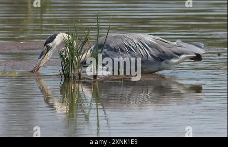 PURFLEET, Vereinigtes Königreich, JULI 30: Graureiher im Wasser im RSPB Rainham Marshes Nature Reserve, Purfleet, Essex - 30. Juli 2024. Stockfoto