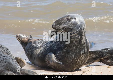 Graurobbe, Halichoerus grypus, am Strand nach Moult, Norfolk. Horsey Gap, Großbritannien, Mai Stockfoto