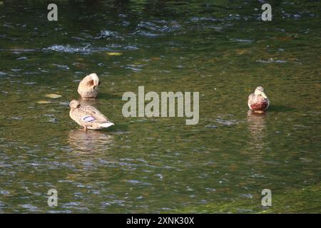 Enten schwimmen im 10 km langen Wasserfluss in den Antrim Castle Gardens Stockfoto