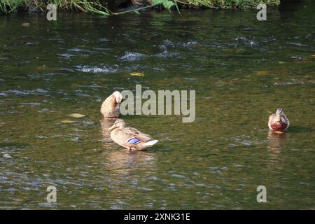 Enten schwimmen im 10 km langen Wasserfluss in den Antrim Castle Gardens Stockfoto