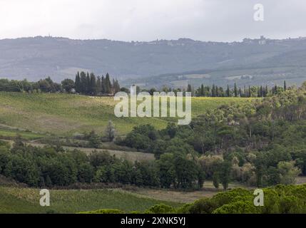 Die ländliche Landschaft mit Weinbergen in der Nähe von Pienza in der Toskana. Italien Stockfoto