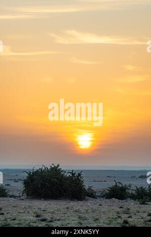 Verstreute Büsche auf den goldenen Sanddünen zur goldenen Stunde mit einem wunderschönen goldenen Sonnenschein, Dessert, naher Osten, Golf, Katar Stockfoto