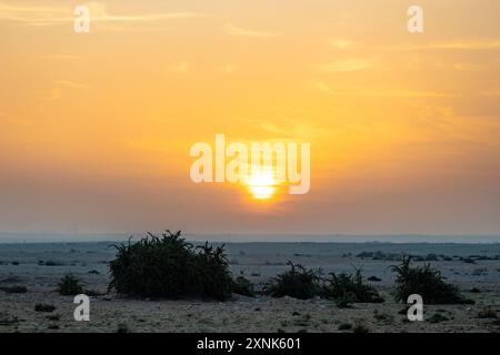 Sonnenaufgang in der Wüste von Katar. Panoramablick auf die Morgenwüste. Stockfoto