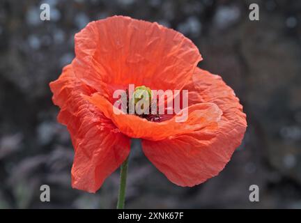 Mohn (Papaver) Stockfoto