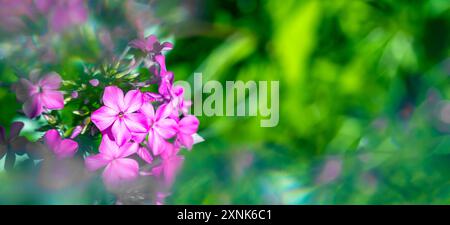 Rosafarbene Phloxblüten im Gartengrün in Dunst und Unschärfe, Blendung und Lichteffekte. Blumenbanner mit Kopierbereich. Stockfoto