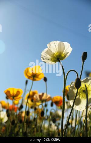 Eine wunderschöne Sommerwiese im Frühlingsblumenfeld. Natürliche farbenfrohe Landschaft mit vielen wilden Blumen blauer Himmel. Stockfoto