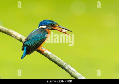 Blauohriger Eisvogel, der auf einem Baumzweig sitzt und in die Ferne blickt, mit einem kleinen Fisch im Schnabel Stockfoto