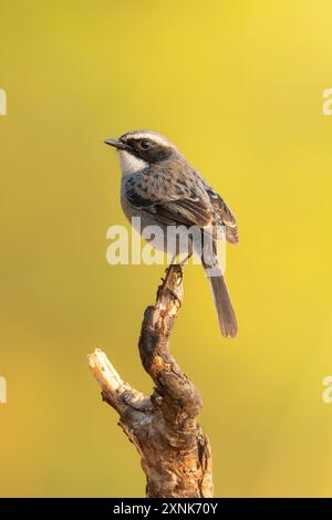 Männlich Grey Bushchat, der auf einem Barsch in die Ferne blickt Stockfoto