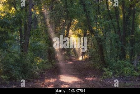 Pfad im Wald mit Morgensonnenstrahlen im Nebel Stockfoto