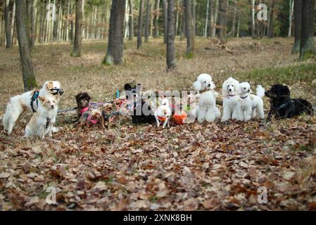 Ein Pack von 13 freundlichen Hunden, die zusammen im Herbstwald posieren. Stockfoto