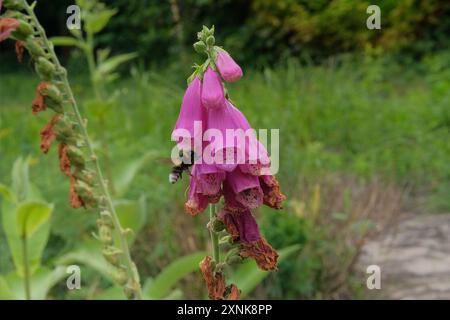 Hüttengarten. Digitalis wächst auf der Wiese. Rosa Blumen blühen. Kulturblumen. Stockfoto