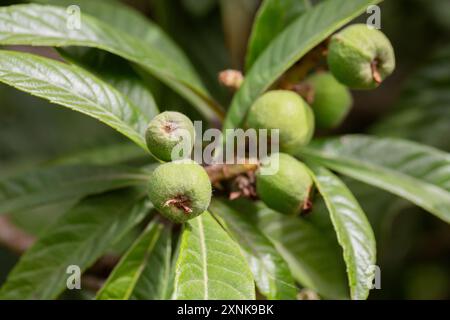 Grüne Mehlfrüchte im Frühling. Unreife Früchte von Eriobotrya japonica auf einem Zweig im Garten. Stockfoto