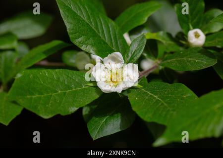 Weiße Blüten und Blätter des japanischen Loquatbaums eriobotrya japonica Stockfoto