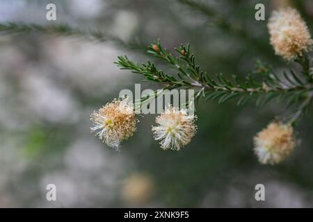 Einheimische gelbe Blüten auf einer Melaleucas-Pflanze im Busch in tasmanien Stockfoto