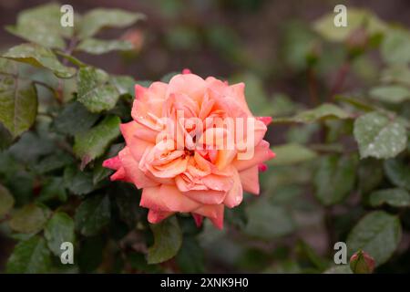 Die Floribunda-Rose. Rosa Coral Lions Rose. Orangene und rosafarbene Blumenbunda-Rose aus nächster Nähe. Stockfoto