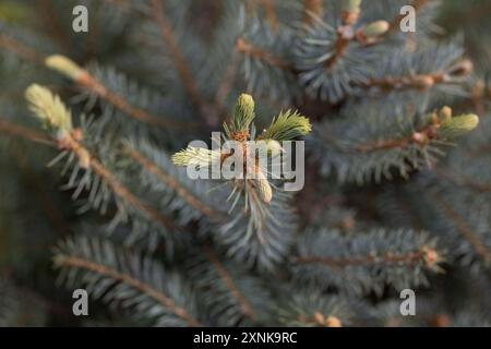 Fichtenzweige auf grünem Hintergrund. Die blaue Fichte, die grüne Fichte, die weiße Fichte. Picea Abies. Nahaufnahme eines Kiefernzweigs im Frühjahr. Stockfoto
