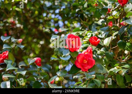 Große Masse von dunkelroten Camellia Black Lace Blüten im Frühjahr Stockfoto