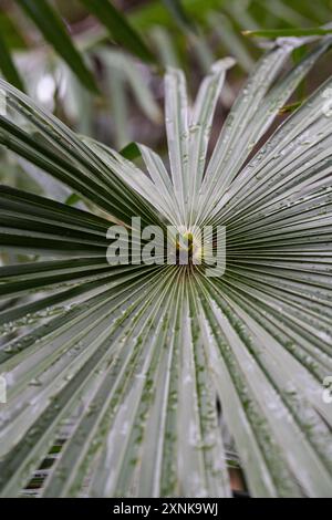 Chamaerops humilis Palm stammt aus der iberischen Halbinsel. Palmblätter in Tropfen Regen im Frühling. Stockfoto