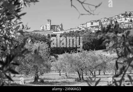 Assisi - die Landschaft mit der Basilika San Francesco und Oliven Stockfoto