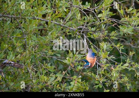 Der schwer fassbare und schnelle Eisvogel Alcedo Atthis. Normalerweise nur ein blauer Streifen, wenn er vorbeifliegt. Kleiner Vogel im Flug Stockfoto