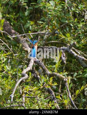 Der schwer fassbare und schnelle Eisvogel Alcedo Atthis. Normalerweise nur ein blauer Streifen, wenn er vorbeifliegt. Kleiner Vogel, der auf einem Ast landet Stockfoto