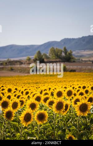 Ein malerisches Sonnenblumenfeld mit Bäumen und Bergen im Hintergrund in Burgos, Spanien, das die leuchtend gelben Sonnenblumen unter einem hellen s hervorhebt Stockfoto