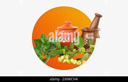 Indische Ginseng-Kräuter, Kanaje, giftige Stachelbeere, auch bekannt als Withania Somnifera, Ashwagandha Isolate auf Studio Hintergrund. Stockfoto