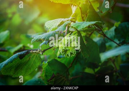 Nahaufnahme von man Farmer Handzupfern sammelt reife Haselnüsse aus einem Laubbaum im Garten. Anbau von Rohnüssen, Früchten auf Plantagenfeldern. H Stockfoto