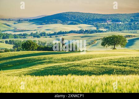 Toskana, Italien. Typisch toskanische Landschaft auf dem Land, rote Blumen, isolierte Bäume, wunderschönes Morgenlicht. Stockfoto