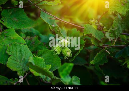 Nahaufnahme von man Farmer Handzupfern sammelt reife Haselnüsse aus einem Laubbaum im Garten. Anbau von Rohnüssen, Früchten auf Plantagenfeldern. H Stockfoto