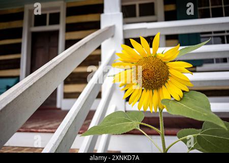 LURAY, Virginia, USA – Eine Sonnenblume blüht neben der Veranda des Bell House im Shenandoah Heritage Village. Das Bauernhaus aus dem 19. Jahrhundert, das ursprünglich um 1835 in Kimball Springs, Virginia, erbaut wurde, ist ein Beispiel für die ländliche Architektur des Shenandoah Valley. Diese verlagerte Struktur dient heute als pädagogische Ausstellung und zeigt typische Bauernhausgestaltung und Lebensbedingungen der 1800er Jahre. Stockfoto