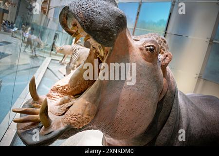 WASHINGTON DC, USA – Eine Nilpferdausstellung im Smithsonian National Museum of Natural History in Washington DC. Das Museum befindet sich in der National Mall und beherbergt eine der weltweit umfangreichsten Naturhistorischen Sammlungen. Die Flusspferde ist Teil der Säugetierhalle des Museums und zeigt die vielfältige Tierwelt aus der ganzen Welt. Stockfoto