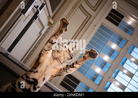 Präparierter Tiger National Museum Of Natural History Washington DC | WASHINGTON D.C., Vereinigte Staaten — Ein präparierter Tiger springt in einer Mitten-Pose, die Krallen ausgefahren, in der Kenneth E. Behring Family Hall of Mammals im Smithsonian National Museum of Natural History. Der Präparationskörper stellt Panthera tigris dar, die größte lebende Katzenart, die jetzt in ihrem verbliebenen Verbreitungsgebiet in Asien gefährdet ist. Die Halle ist Teil der ständigen Säugetier-Sammlung des Museums auf dem National Mall. Stockfoto