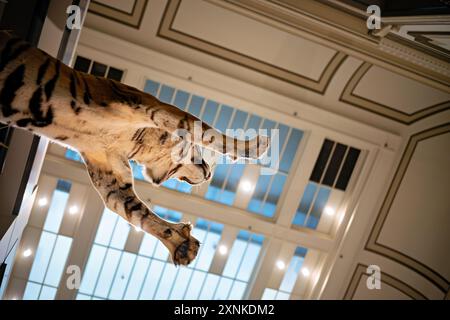 Präparater Tiger National Museum Of Natural History Washington DC | WASHINGTON D.C., Vereinigte Staaten — Von direkt unten fotografiert, erscheint ein präparierter Tiger im Säugetier-Saal des Smithsonian National Museum of Natural History mitten im Schritt suspendiert. Die Präparatur zeigt Panthera tigris, die größte lebende Katzenart, ausgestellt als Teil der permanenten Wildtier-Sammlung des Museums auf dem National Mall. Stockfoto