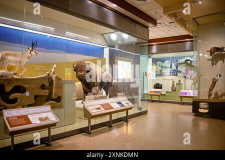 American Wildlife Exhibition im Smithsonian National Museum of Natural History in Washington DC Stockfoto