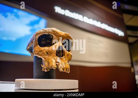 WASHINGTON DC, USA – Ein Schädel in der David H. Koch Hall of Human Origins im Smithsonian National Museum of Natural History in Washington DC. Die Ausstellung zeigt die menschliche Evolution durch Fossilien, Rekonstruktionen und interaktive Ausstellungen. Diese Dauerausstellung erforscht die Entstehung und Entwicklung des Menschen über Millionen von Jahren. Stockfoto