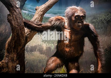 Lucy Australopithecus afarensis Reconstruction Washington DC // WASHINGTON DC – Eine lebensgroße Darstellung von Lucy, dem berühmten Australopithecus afarensis, im Smithsonian National Museum of Natural History. Der Wiederaufbau bietet Besuchern einen Einblick, wie dieser 3,2 Millionen Jahre alte menschliche Vorfahre im Leben ausgesehen haben könnte. Diese Ausstellung ist Teil der David H. Koch Hall of Human Origins, die die menschliche Evolution anhand verschiedener Ausstellungen und Artefakte erforscht. Stockfoto