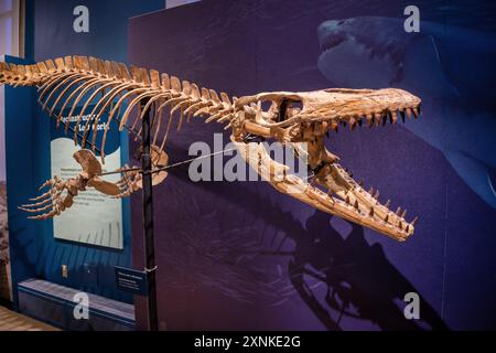 WASHINGTON DC, USA – Eine Abschrift des Skeletts von Prognathodon kianda, einer Art von Mosasaur, die im Smithsonian National Museum of Natural History ausgestellt ist. Dieses prähistorische Meeresreptil lebte in der späten Kreidezeit und bot Besuchern einen Einblick in die vielfältige Unterwasserwelt der antiken Ozeane. Stockfoto